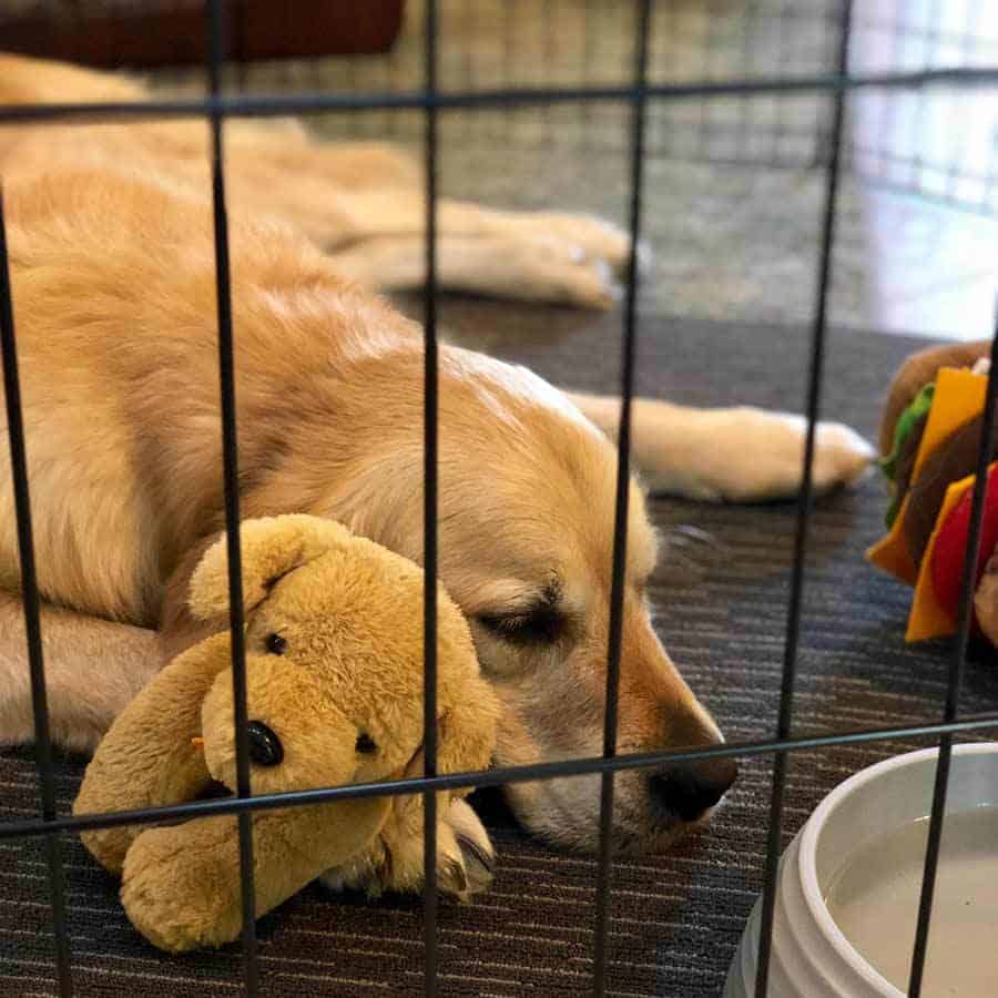 Dozer the Golden Retriever restricted to a play pen while injured