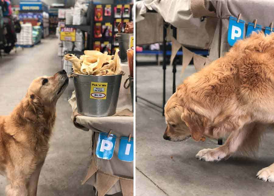 When Dozer the golden retriever dog stole a dog treat at the pet shop